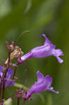 Sharpsepal beardtongue